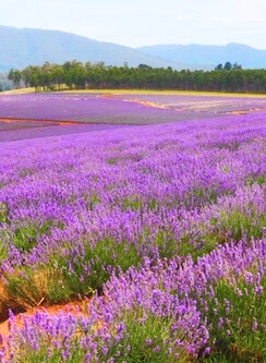 Lavender Farm