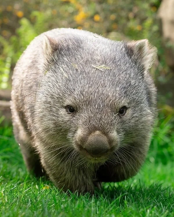 Wombat